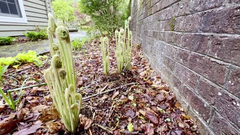 Zimtfarn-Sprießt-Im-Frühling-In-Boone,-North-Carolina