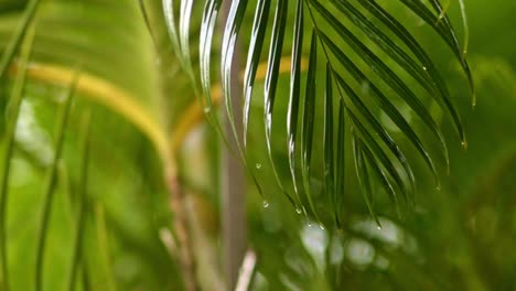 Raindrops-falling-on-areca-palm-leaf-in-the-wind,-closeup-slow-zoom