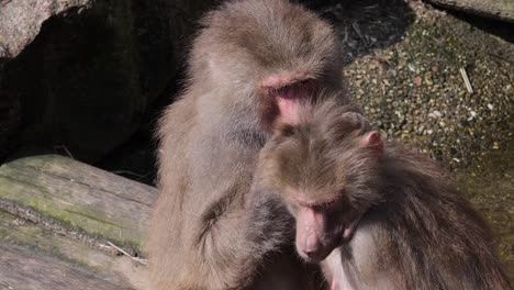 Baboons-are-grooming-each-other-to-maintain-social-contacts