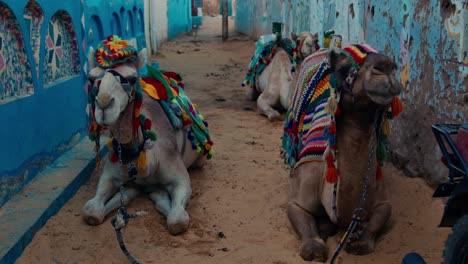 Camellos-Vestidos-De-Colores-Descansando-En-El-Tranquilo-Rincón-De-La-Calle-Del-Mercado-En-El-Pueblo-Nubio,-Ciudad-De-Asuán,-Egipto