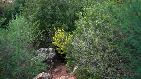 Eine-Kardanische-Wanderaufnahme-Eines-Wanderwegs-Im-Norden-Israels