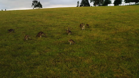 Family-of-kangaroos-hop-along-following-parent-among-court-or-troupe,-static-wide-angle