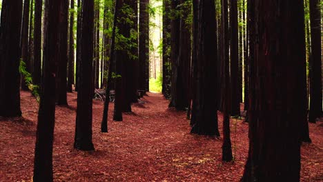 Dark-tall-tree-trunks-stretch-high-into-sky-from-redwoods-in-Australia