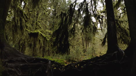 Old-Growth-Forest-Trees-and-Nurse-Log-Inside-The-Hoh-Rainforest-On-The-Olympic-Peninsula-In-Western-Washington-State,-USA