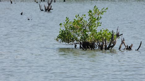 Seen-on-the-right-side-of-the-frame-while-growing-in-the-middle-of-a-marshy-Mangrove-Forest,-Rhizophora,-Thailand