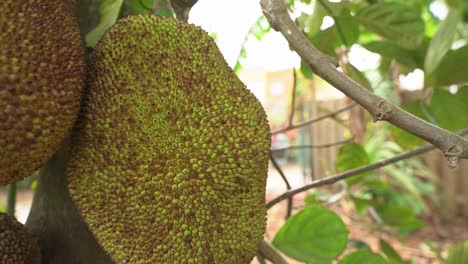 Close-up-of-cluster-of-full-grown-jackfruits-on-tree-fleshy-exotic-vegan-favorite-tropical-nutritious-food