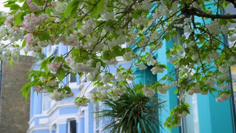 Cherry-Blossom-blooming-in-front-of-colorfoul-buildings-in-Notting-Hill,-London