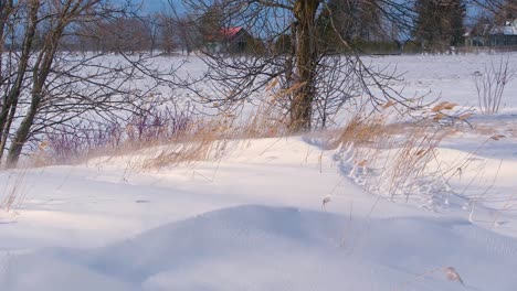Schnee,-Der-Im-Winter-Vom-Wind-Mit-Gras-Und-Bäumen-Verweht-Wird---Schneewehe