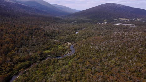 Creek-With-Dense-Gum-Trees-In-Kosciuszko-National-Park,-New-South-Wales,-Australia