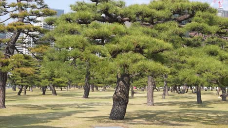 Jardines-Del-Palacio-Imperial-De-Japón,-Pino-Thunberg-Japonés