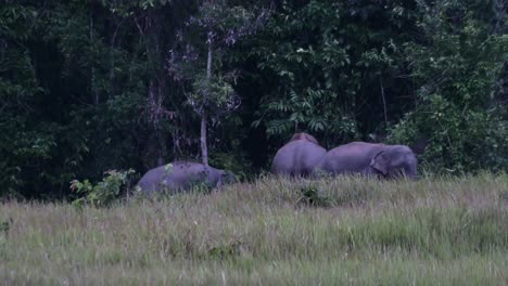 Seen-outside-of-the-forest-as-they-forage-and-moving-to-the-right,-Indian-Elephant-Elephas-maximus-indicus,-Thailand