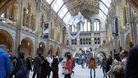 Esqueleto-De-Ballena-Azul-Suspendido,-Hintze-Hall,-Museo-De-Historia-Natural-De-Londres.