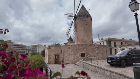 Flores-De-Color-Rosa-Magenta-De-Arbusto-De-Buganvilla-Junto-Al-Tradicional-Molino-De-Viento-En-El-Centro-Urbano-De-Palma-De-Mallorca,-España-En-Primavera