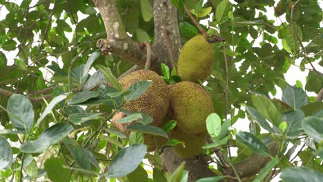 Weite-Aufnahme-Einer-Ansammlung-Ausgewachsener-Jackfrüchte-Am-Baum,-Fleischig,-Exotisch,-Vegan,-Tropisches-Lieblingsessen-Mit-Hoher-Nährstoffdichte