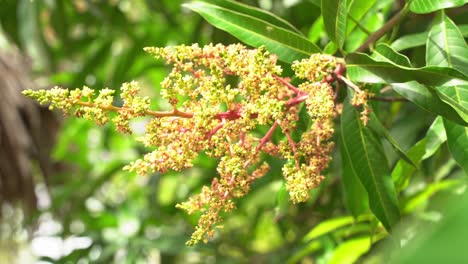 Wind-Weht-Mangobaum-Blumen-Wachsen-Bereit,-In-Junge-Tropische-Früchte-Exotisch-Zu-Wachsen