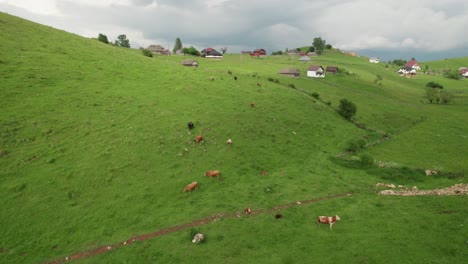 Lush-green-hillside-with-grazing-cows-near-a-quaint-village,-cloudy-sky-backdrop