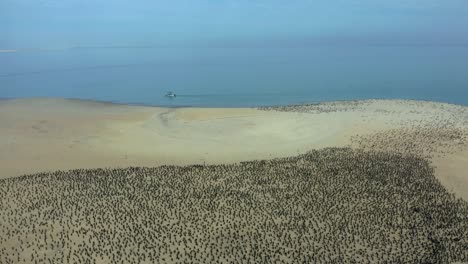 Sandinsel-Isla-Corazon-Bedeckt-Mit-Braunen-Pelikanen-In-Der-Magdalena-Bay-In-Mexiko,-Luftaufnahme