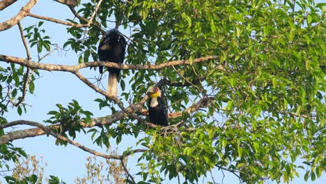 La-Hembra-Acicala-Su-Ala-Derecha-Mientras-Que-El-Macho-De-Abajo-Se-Relaja-Y-Acicala-Su-Ala-Izquierda,-Cálao-Envuelto-Rhyticeros-Undulatus-Macho-hembra,-Tailandia