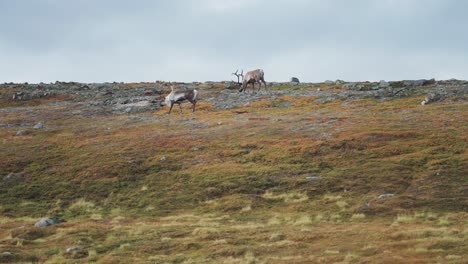 Rentiere-Wandern-Durch-Die-Herbstliche-Tundra-Und-Grasen-Auf-Spärlicher-Vegetation