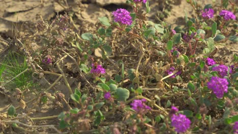 Eine-Biene-Sammelt-Nektar-Aus-Einer-Gruppe-Wilder-Wüstenblumen-Und-Fliegt-Dann-Davon,-Wobei-Die-Blumen-Im-Wind-Wehen.