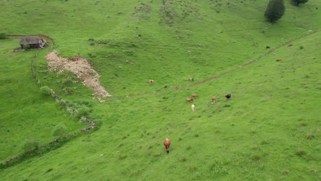 Kühe-Grasen-Auf-Leuchtend-Grünen-Hügeln-Mit-Rustikaler-Hütte,-Friedliche-Landschaft,-Tageslicht,-Luftaufnahme