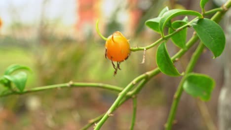 Closeup-shot-of-barbados-gooseberry-hanging-on-vine-ripe-and-ready-for-harvest-tropical-fruit-botanical-garden