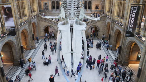 Tilt-down-of-blue-whale-skeleton-in-hall-of-London-Natural-History-Museum