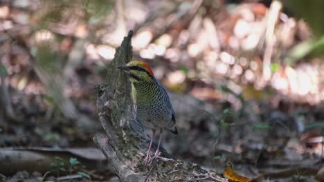 Facing-to-the-left-resting-without-moving-as-the-light-from-the-sun-plays-with-shadows-cast-of-the-ground,-Blue-Pitta-Hydrornis-cyaneus,-Thailand