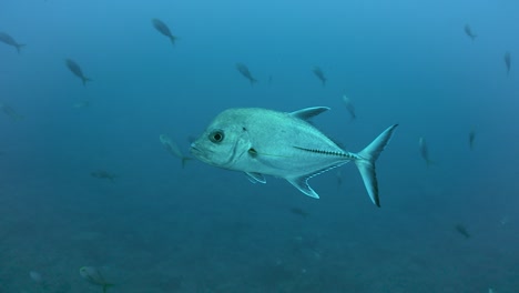 Riesige-Insel-Makrelen-Schwimmen-Auf-Der-Pirsch-Nach-Beutefischen-In-Tiefblauem-Wasser