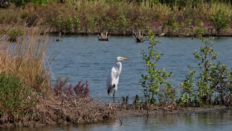 Pie-Cerrado-En-Un-Puño-Mientras-Gira-La-Cabeza-De-Derecha-A-Izquierda,-Garceta-Grande-Ardea-Alba,-Tailandia