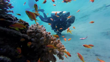 Scuba-Diver-At-The-Bottom-Of-A-Sea-Reef-In-Dahab,-Egypt