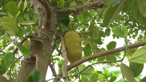 Schöne-Aufnahme-Von-Ausgewachsenen-Jackfrüchten-Am-Baum,-Fleischig,-Exotisch,-Vegan,-Tropisches-Lieblingsessen-Mit-Hoher-Nährstoffdichte