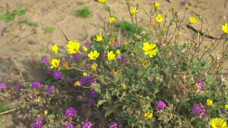 A-group-of-wild-yellow-desert-flowers-blowing-in-the-wind-in-Anza-Borrego,-California