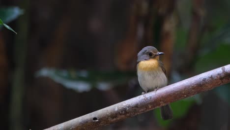Camera-zooms-out-sliding-to-the-left-as-it-looks-to-the-right,-Indochinese-Blue-Flycatcher-Cyornis-sumatrensis,-Female,-Thailand