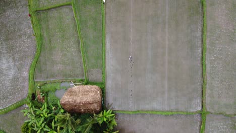 Agricultor-Asiático-Sembrando-Semillas-En-Campos-De-Arroz-Que-Rodean-Cabañas-De-Paja,-Aéreo