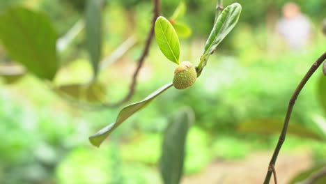 Mango-tree-baby-mangos-growing-ready-to-grow-into-young-tropical-fruit-exotic