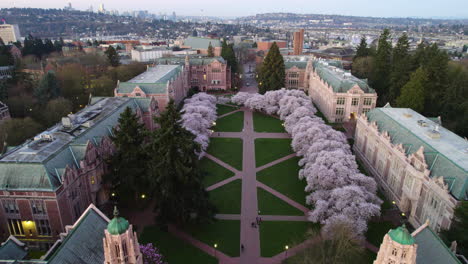 Aerial-flyover-the-Quad-park,-spring-morning-at-the-University-of-Washington