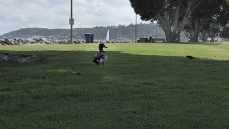 Duck-walking-on-green-grass-close-to-the-sea