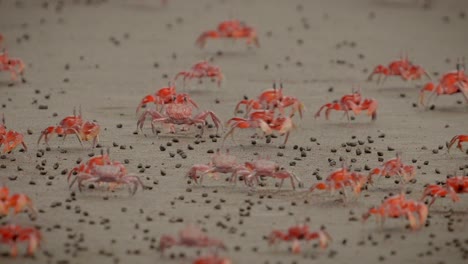 Un-Mar-De-Cangrejos-Camina-Rápido-Sobre-La-Arena-Buscando-Comida.