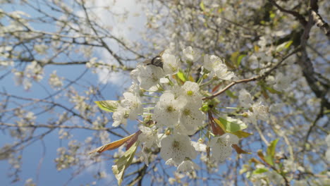 Abejorro-Polinizando-Flores-Blancas-En-Un-Huerto-Primaveral-Iluminado-Por-El-Sol