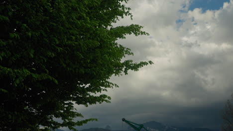 Tilted-shot-of-tree-leaves-waving-with-the-wind