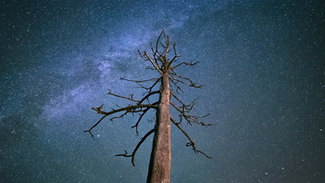 Rotating-motion-lapse-of-milky-way-and-starry-night-sky-around-barren-tree