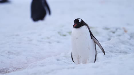 Tiere-Und-Wildtiere-Der-Antarktis,-Eselspinguine,-Die-In-Zeitlupe-Auf-Dem-Pinguin-Highway-Im-Schnee-Spazieren,-Tiere-Und-Wildtiere-Der-Antarktis,-Urlaub-Auf-Der-Antarktischen-Halbinsel,-Niedliche-Aufnahme-Aus-Niedrigem-Winkel