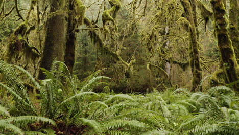 Moss-covered-Trees-and-Ferns-Along-Hall-of-Mosses-Trail-In-Hoh-Rainforest,-Washington,-USA