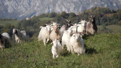 Long-haired-cashmere-sheep-walk-side-by-side-on-the-grasslands-in-the-hills