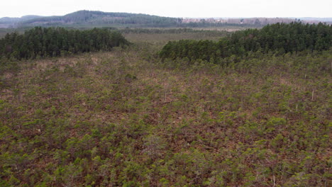 Vast-Marsh-Or-Wetland-with-Young-Spruce-Trees,-Aerial-Flyover