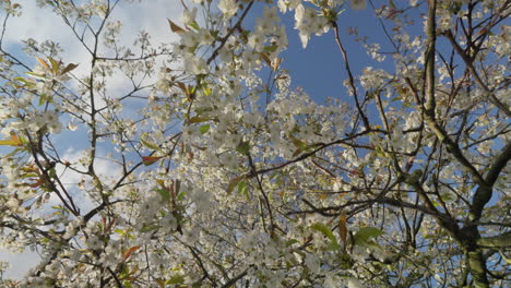 Blossoming-cherry-tree-branches-against-a-blue-sky