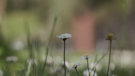 Closeup-Of-Chamomile-Flowers-In-The-Park