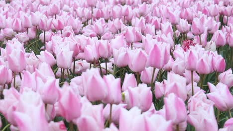 Feld-Mit-Rosa-Tulpen-In-Den-Niederlanden---Nahaufnahme