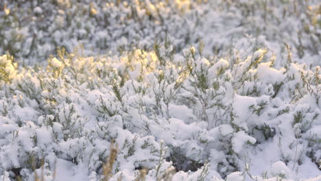 Frozen-bush-lit-up-by-soft-sunset,-macro-winter-perspective-of-slight-thaw